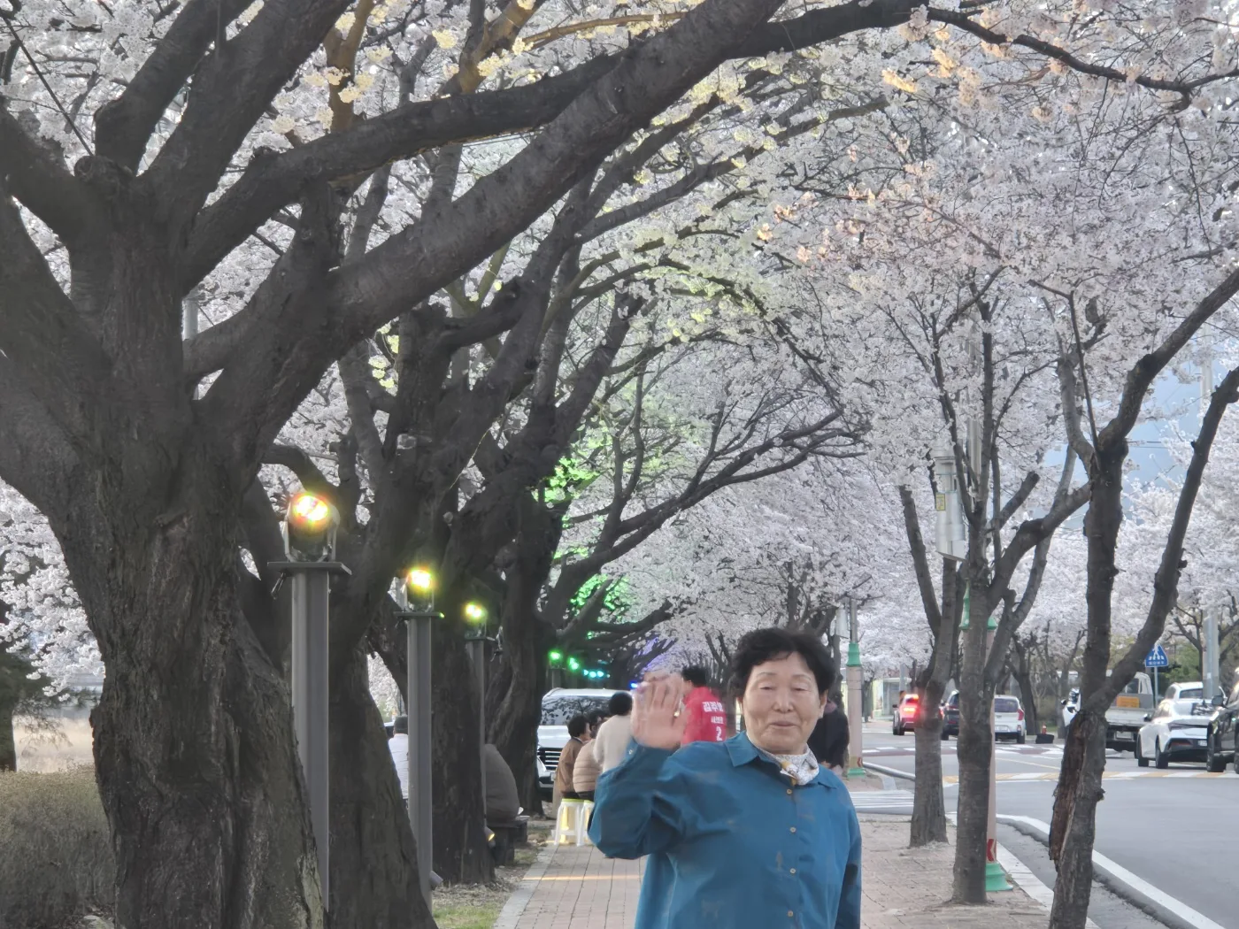 2026년 4월 5일 벚꽃 구경 사진 3